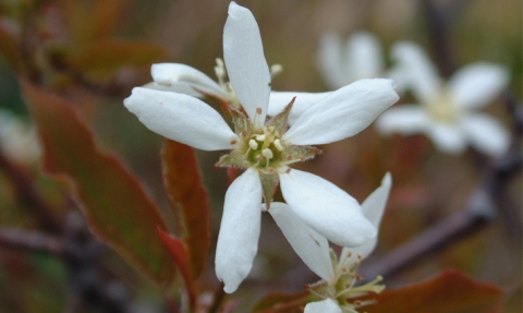 Amélanchier glabre