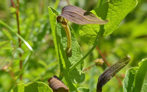 Aristoloche à feuilles rondes
