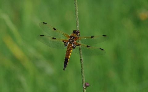 Libellule à quatre taches