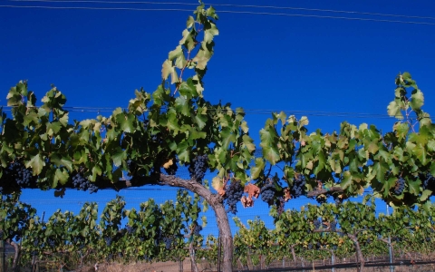 Vigne cépage Grenache