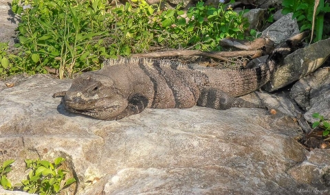 Iguane