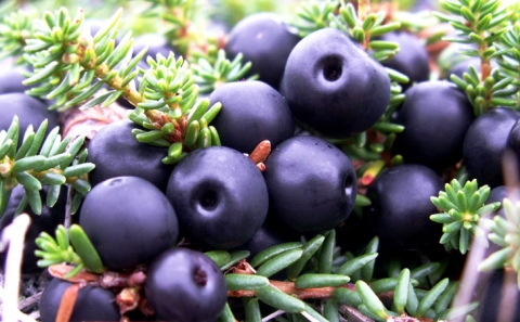 Camarine noire (Saint-Pierre et Miquelon)