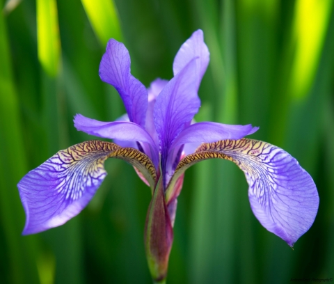 Iris d'Allemagne, Flambe, Iris des jardins 