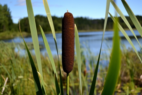 Massette à feuilles étroites