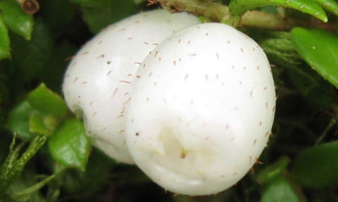 Chiogène hispide ou Petit thé