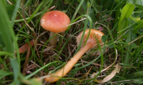 Hygrophore poisseux