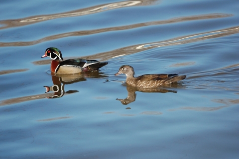 Canard branchu