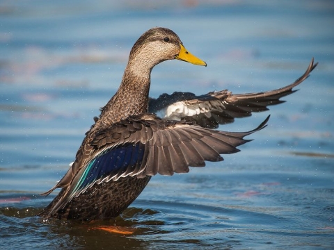 Canard noir