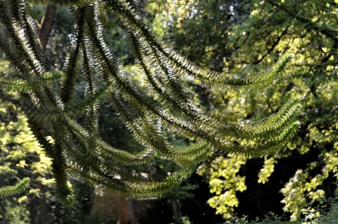 Araucaria du Chili