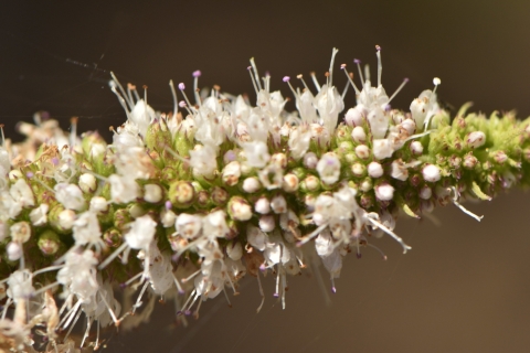 Menthe odorante