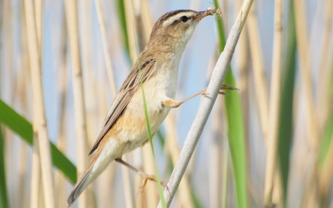 Phragmite des joncs