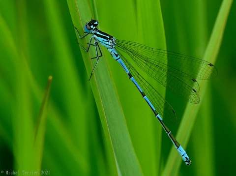 Agrion jovencelle 