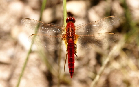 Libellule écarlate