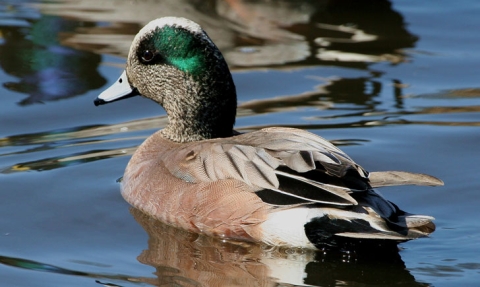 Canard d'Amérique