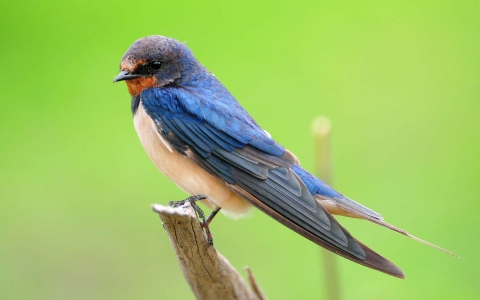 Hirondelle rustique, Hirondelle de cheminée