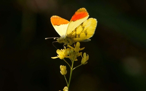 Aurore de Provence
