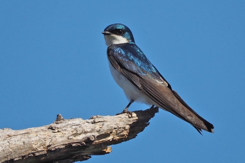 Hirondelle bicolore