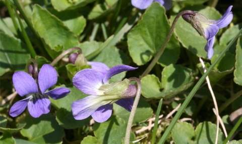 Violette cuculée