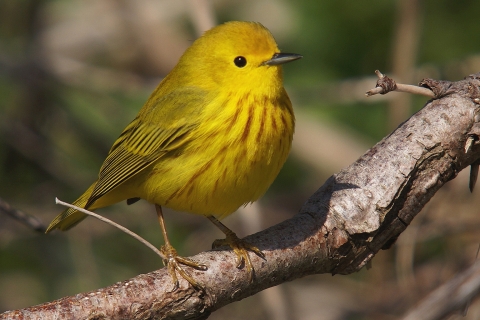Paruline jaune