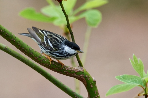Paruline rayée
