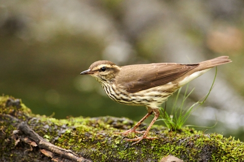 Paruline des ruisseaux