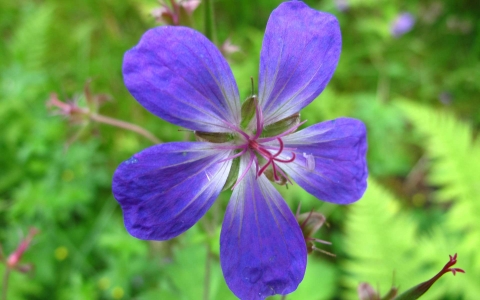 Géranium des bois