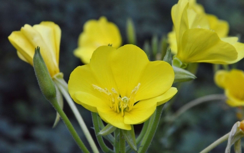Onagre bisannuelle