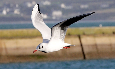 Mouette rieuse