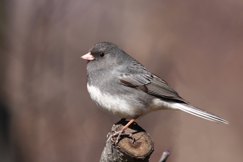 Junco ardoisé