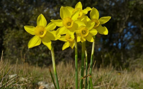 Narcisse d'asso