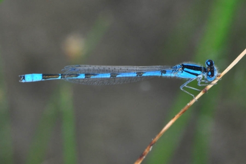Agrion civil