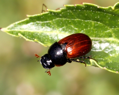 Scarabée de pailler