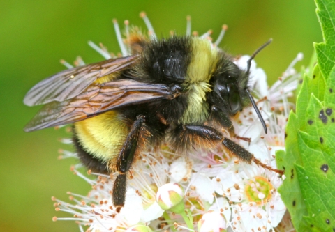 Bourdon terricole