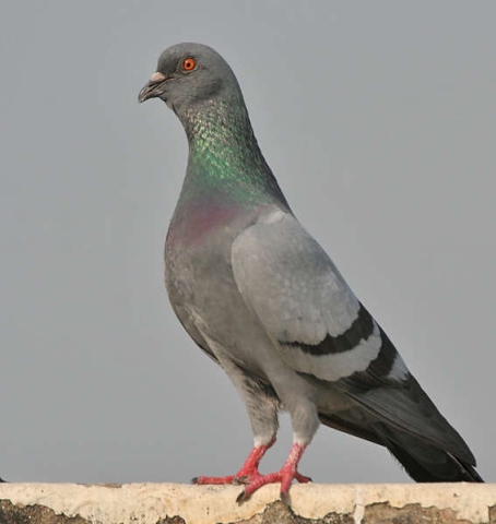 Pigeon biset