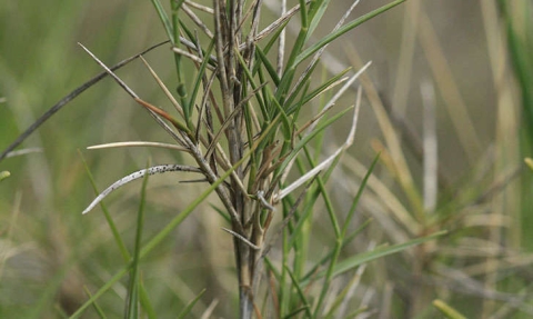 Brachypode rameux 