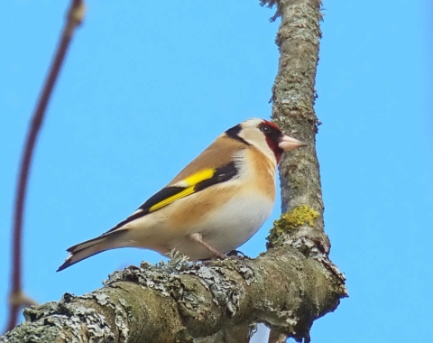 Chardonneret élégant