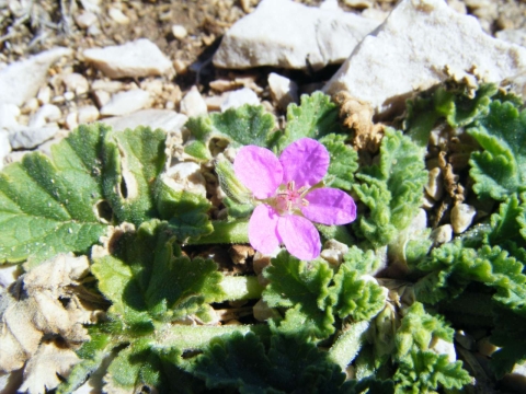 Erodium de Chios