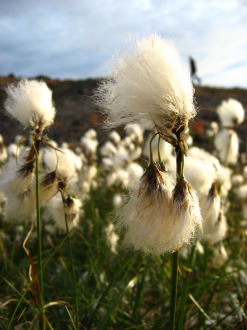 Linaigrette à feuilles étroites