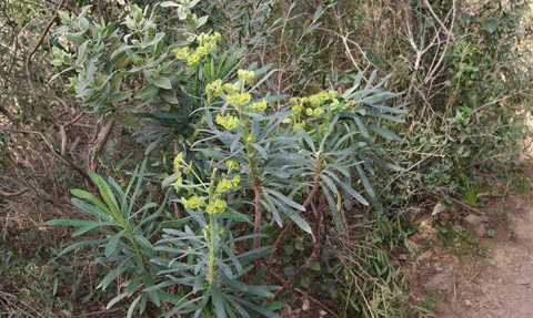 Euphorbe des garrigues