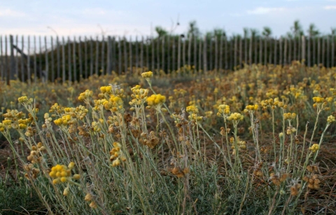 Immortelle des dunes