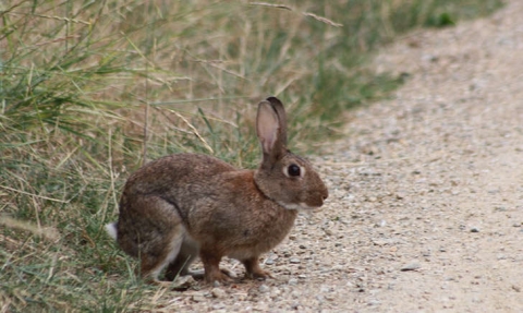 Lapin de garenne