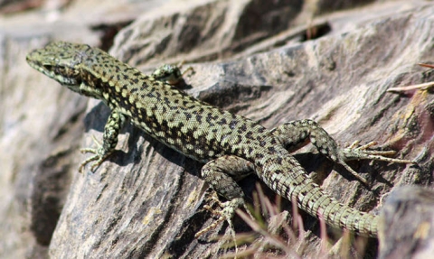 Lézard des murailles