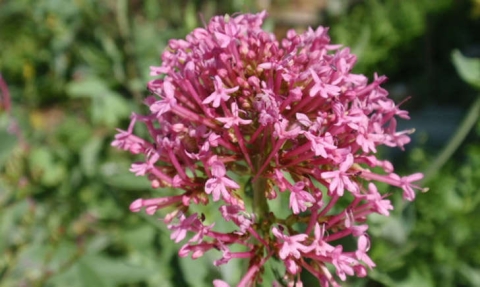 Valériane rouge