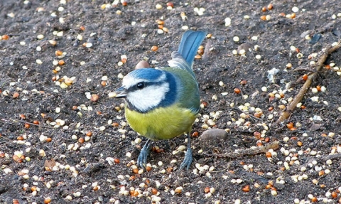 Mésange bleue