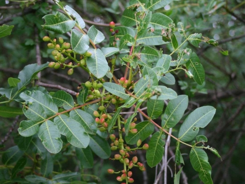 Pistachier térébinthe