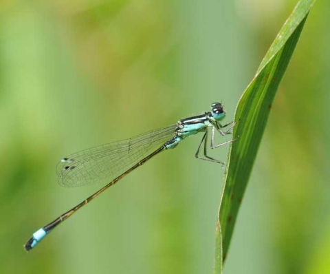 Agrion élégant