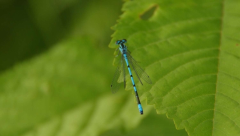 Agrion