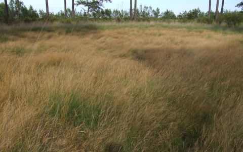 Agrostis des chiens