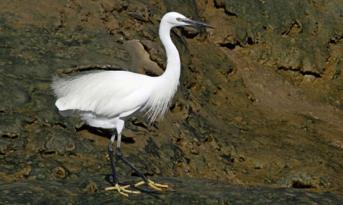 Aigrette garzette
