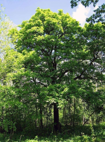 Alisier des bois - torminal